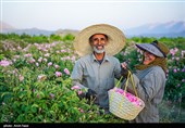 برداشت گل محمدی از باغات میمند فارس