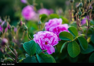 برداشت گل محمدی از باغات میمند فارس