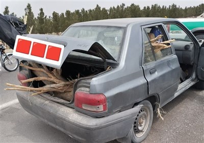 طبيعي،منابع،اشتهارد،چوب،تاغ،يگان