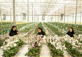 طلایهدار صادرات گل ارکیده ایران در ایران اکسپو 2025