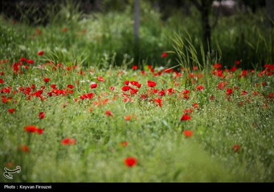 سومین تور رسانه ای آشنایی با شهرستان مریوان - سنندج