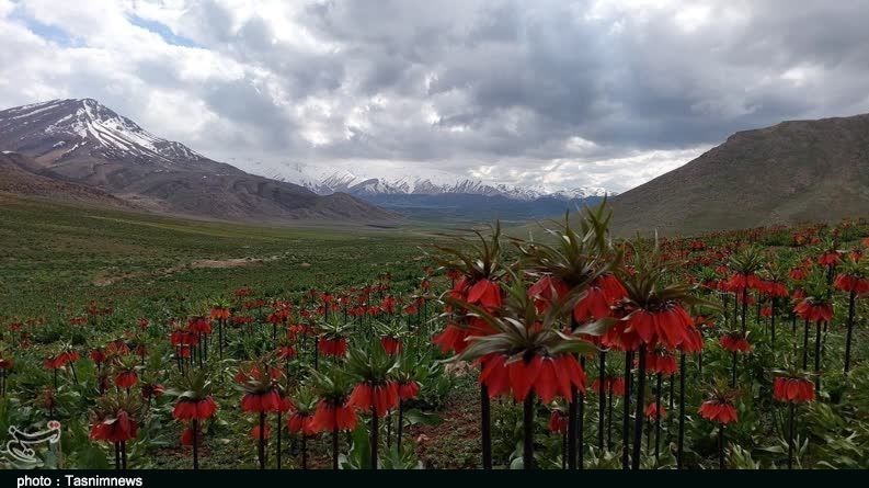  زیبایی‌های لاله‌های واژگون در دل کوهستان‌/‌ نیایش سرخ‌+فیلم 