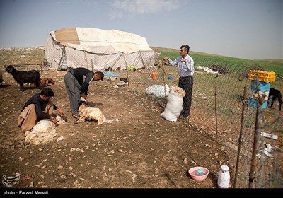 معلم فداکار ایل سرداری در کرمانشاه