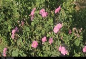 جهش تولید؛ برداشت گل محمدی در ورامین به 4.5 تن رسید