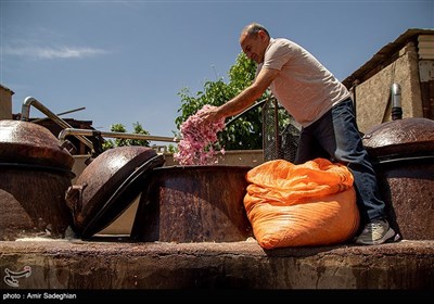 برداشت گل محمدی از باغات میمند - فارس