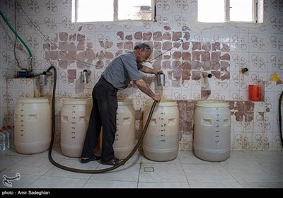 برداشت گل محمدی از باغات میمند - فارس