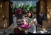 برداشت گل محمدی از باغات میمند - فارس