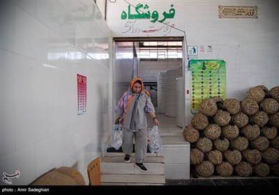 برداشت گل محمدی از باغات میمند - فارس