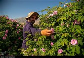 برداشت گل محمدی از باغات میمند - فارس