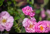 افزایش برداشت گل محمدی در تفت با تولید 240 تن گل معطر