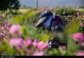 برداشت گل محمدی از باغات میمند - فارس