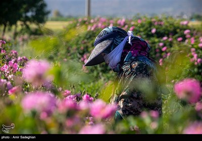 برداشت گل محمدی از باغات میمند - فارس