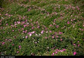 90 تن گل محمدی در مزارع کمآب ابرکوه برداشت شد