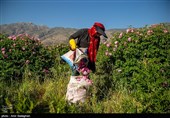 برداشت گل محمدی از باغات میمند - فارس