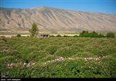 برداشت گل محمدی از باغات میمند - فارس