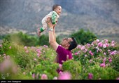 برداشت گل محمدی از باغات میمند - فارس