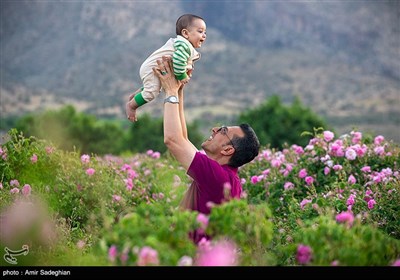 برداشت گل محمدی از باغات میمند - فارس