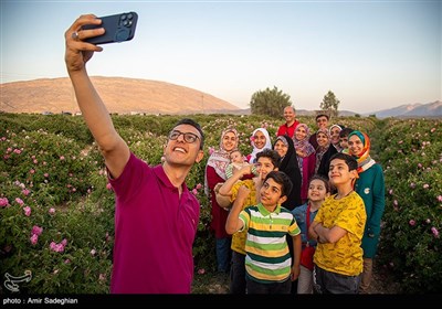 برداشت گل محمدی از باغات میمند - فارس