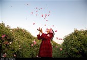 برداشت گل محمدی از باغات میمند - فارس