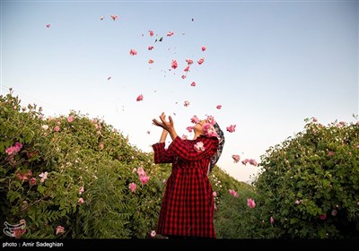 برداشت گل محمدی از باغات میمند - فارس