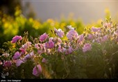 تولید 150 تن گل محمدی در بروجرد