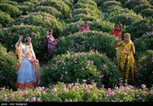 برداشت گل محمدی از باغات میمند - فارس
