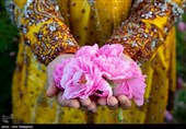 ثبت رویداد گلابگیری کاشان در تقویم بینالمللی رویداد گردشگری