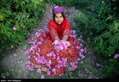 برداشت گل محمدی از باغات میمند - فارس