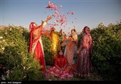 برداشت گل محمدی از باغات میمند - فارس