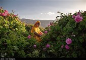 برداشت گل محمدی از باغات میمند - فارس