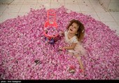 برداشت گل محمدی از باغات میمند - فارس