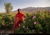 برداشت گل محمدی از باغات میمند - فارس