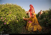 برداشت گل محمدی از باغات میمند - فارس