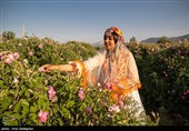 برداشت گل محمدی از باغات میمند - فارس
