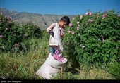 برداشت گل محمدی از باغات میمند - فارس