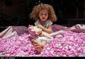 پنجمین جشنواره گل محمدی در منشاد مهریز برگزار میشود