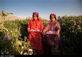 برداشت گل محمدی از باغات میمند - فارس