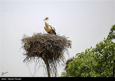 همزیستی لک‌لک‌ها و انسان در روستای دره‌تفی - کردستان