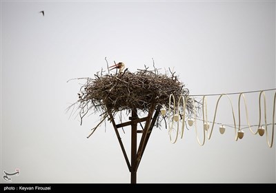 . ساکنان روستا با ساخت آشیانه‌های ایمن روی درختان بلوط از لک‌لک‌ها حمایت می‌کنند تا از مرگ‌ومیر پرندگان به دلیل برق‌گرفتگی یا افتادن جوجه‌ها جلوگیری شود که نشان‌دهنده تعهد فرهنگی و زیست‌محیطی آن‌هاست.