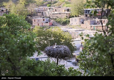 همزیستی لک‌لک‌ها و انسان در روستای دره‌تفی - کردستان