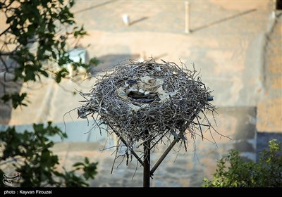 همزیستی لک‌لک‌ها و انسان در روستای دره‌تفی - کردستان