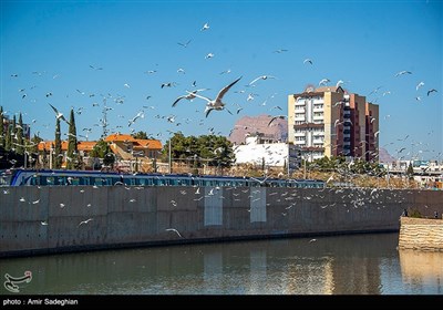 بمناسبت 15 اردیبهشت روز شیراز