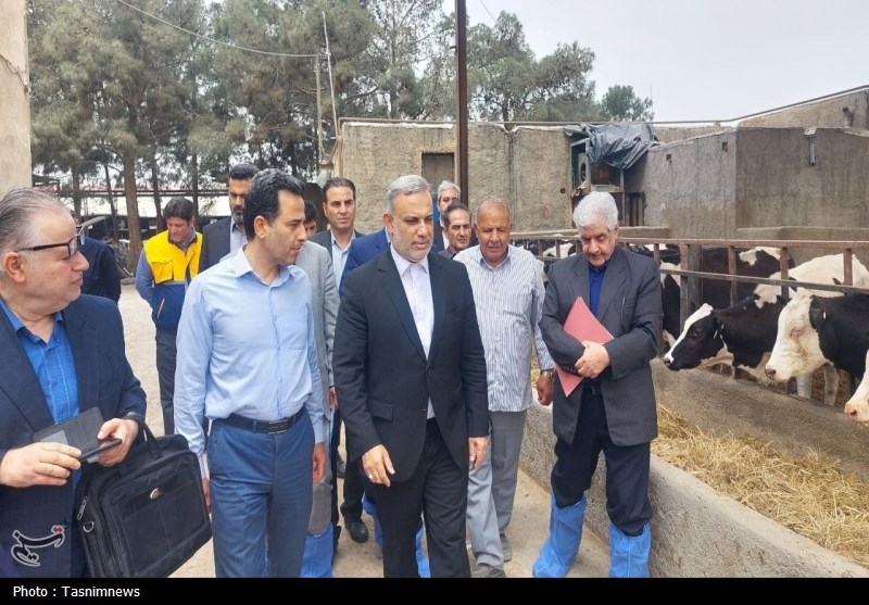 کمبود نهاده‌های دامی مانع بزرگ تولید در دامداری در بهارستان