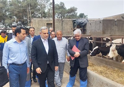 کمبود نهادههای دامی، مانع بزرگ تولید در دامپروری
