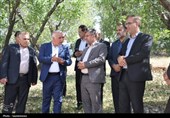 دادستان یاسوج به قطع درختان بلوط ورود کرد+تصویر