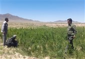 مجازات جایگزین حبس در راستای ترویج فرهنگ منابع طبیعی