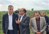 اشتغال 1800 نفر در کشت گلخانهای پارسآباد