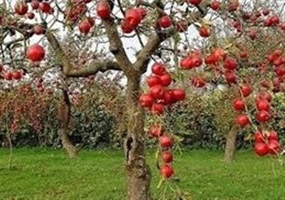 توليد،محصولات،كشور،باغباني،صادرات،كشاورزي،حوزه،اردبيل،برومند ...