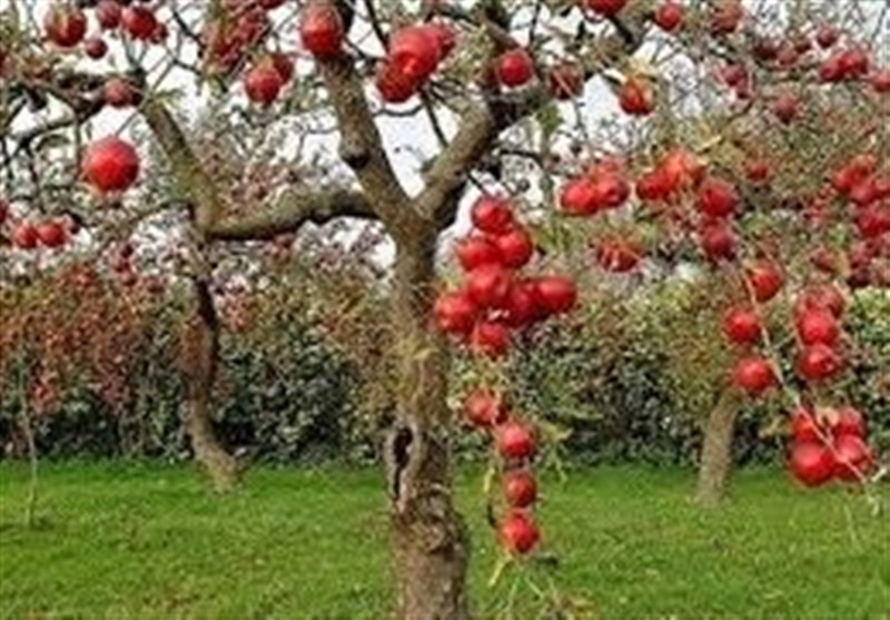 جایگاه ممتاز ایران در تولید ۳۲ رقم محصولات سردرختی