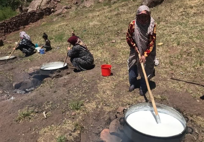 برگزاری دومین جشنواره گردشگری «شکرانه شیر» در تربت حیدریه